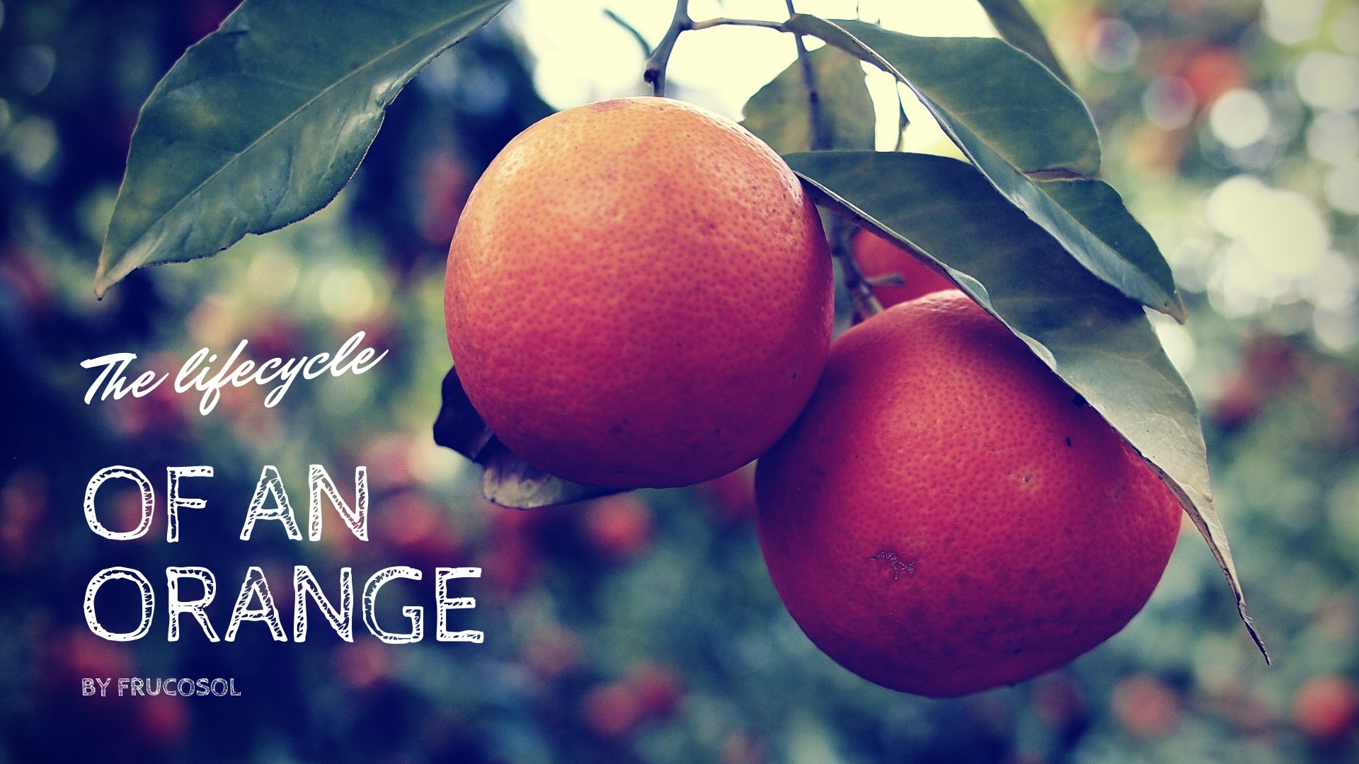 Ciclo de vida de una naranja